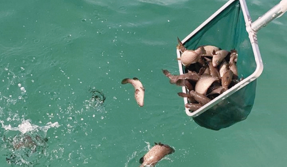 Over 8 Million Fish Fingerlings Produced In Three Years By Qatar